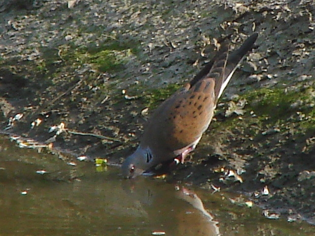 tortora selvatica